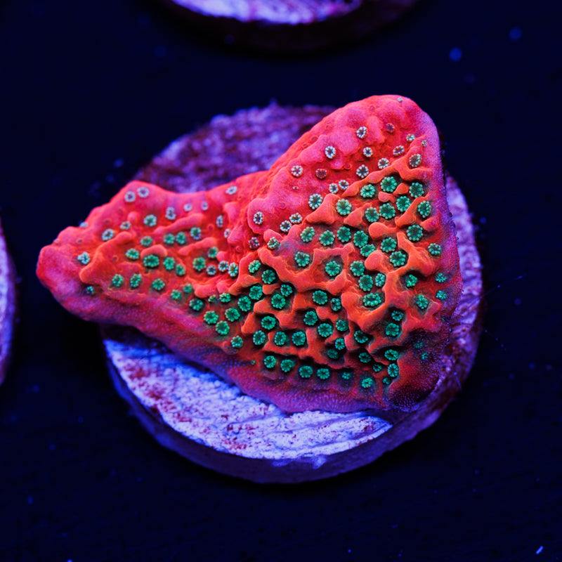 CC Orange Creamsicle Monti