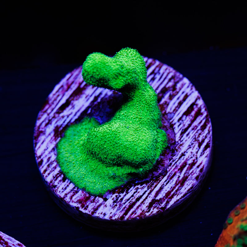 ORA Kelly Green Branching Psammacora #2