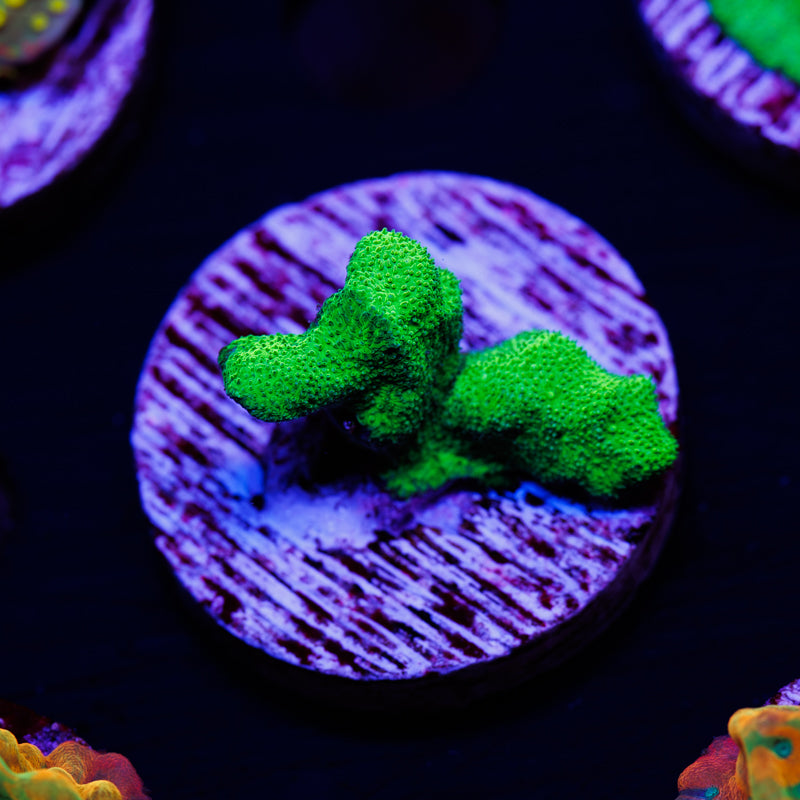 ORA Kelly Green Branching Psammacora #1