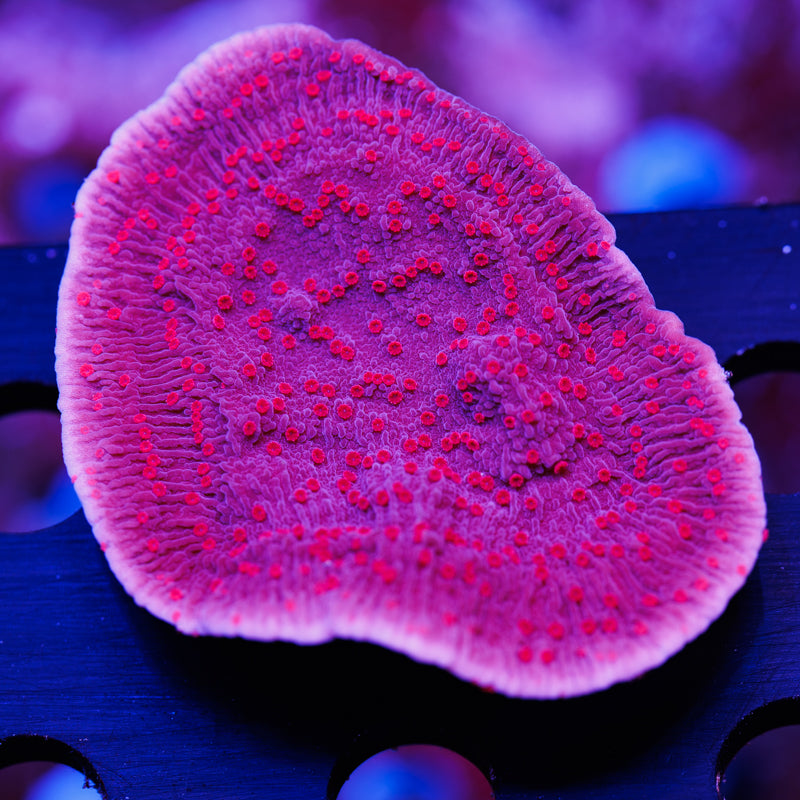 RRC Red Roses Monti Cap #2