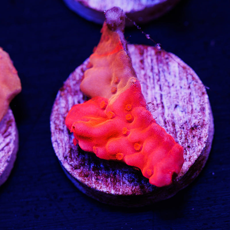 Aquatic Touch Grafted Setosa #2
