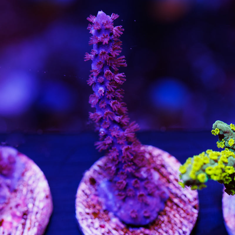 CC Purple Sea Whip #2