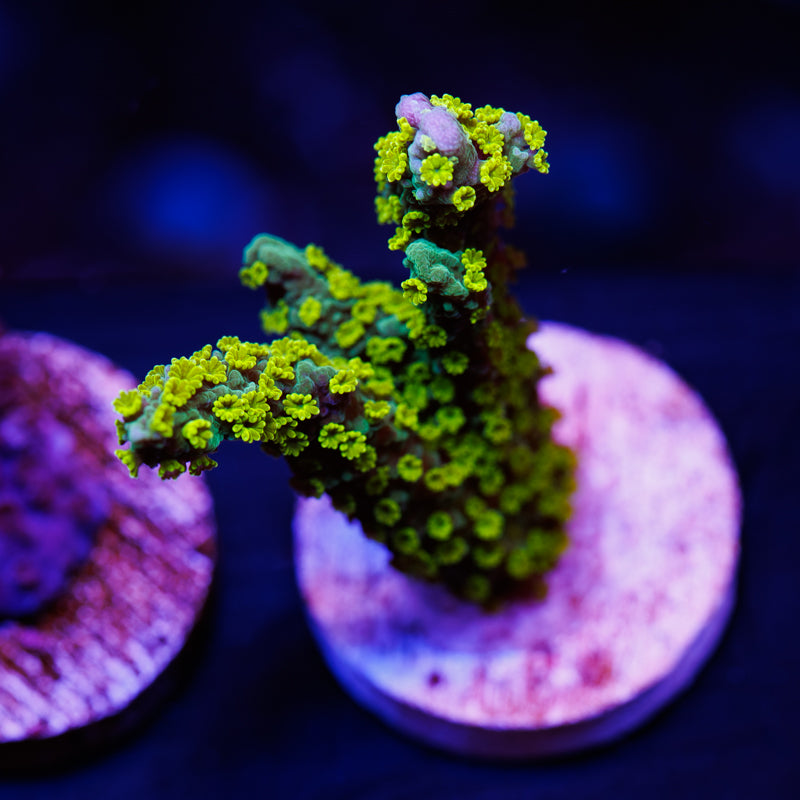 Tubbs Extra Green Polyp Stellata Monti #1