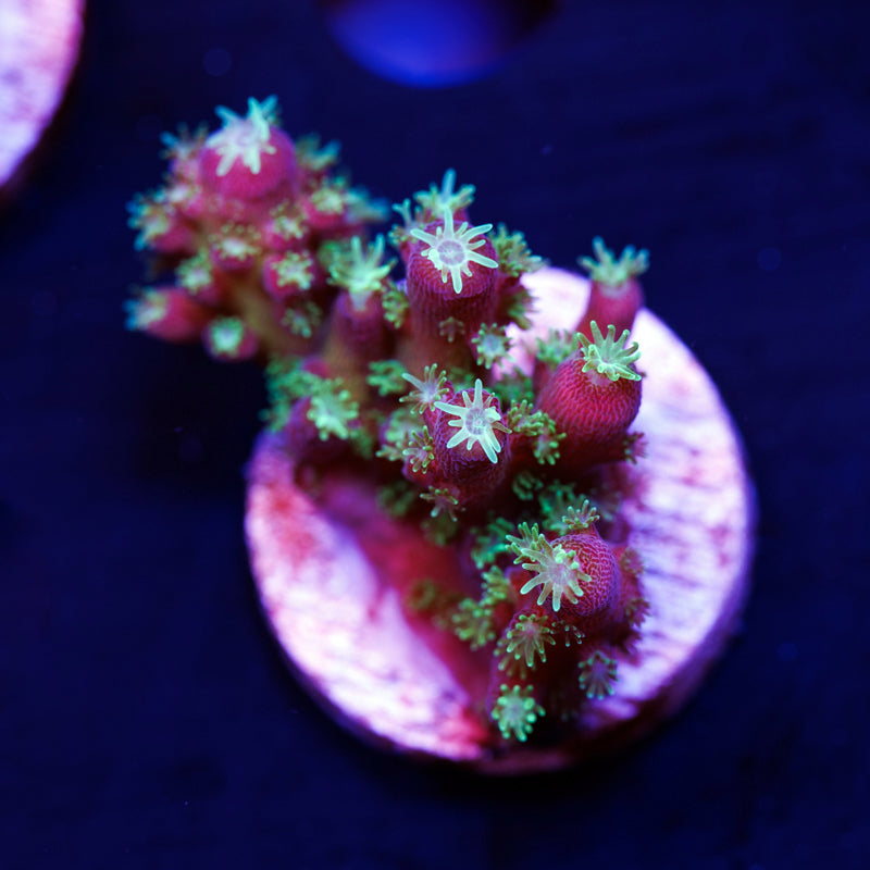 BC Bonsai Humulis #2