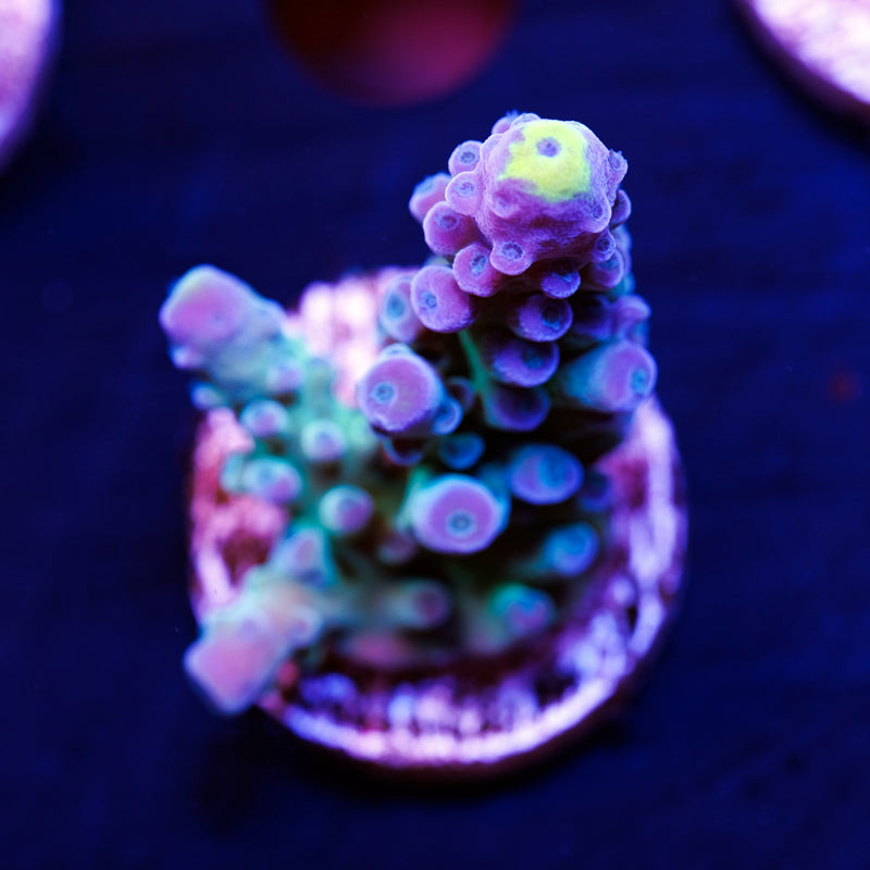 WWC Yellow Tip #2