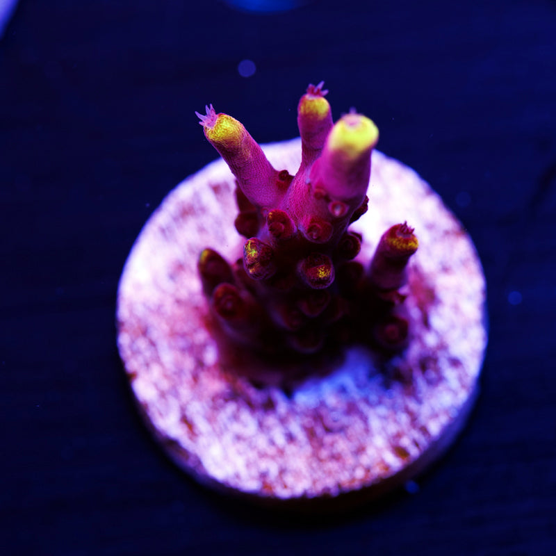 JF Fox Flame #2