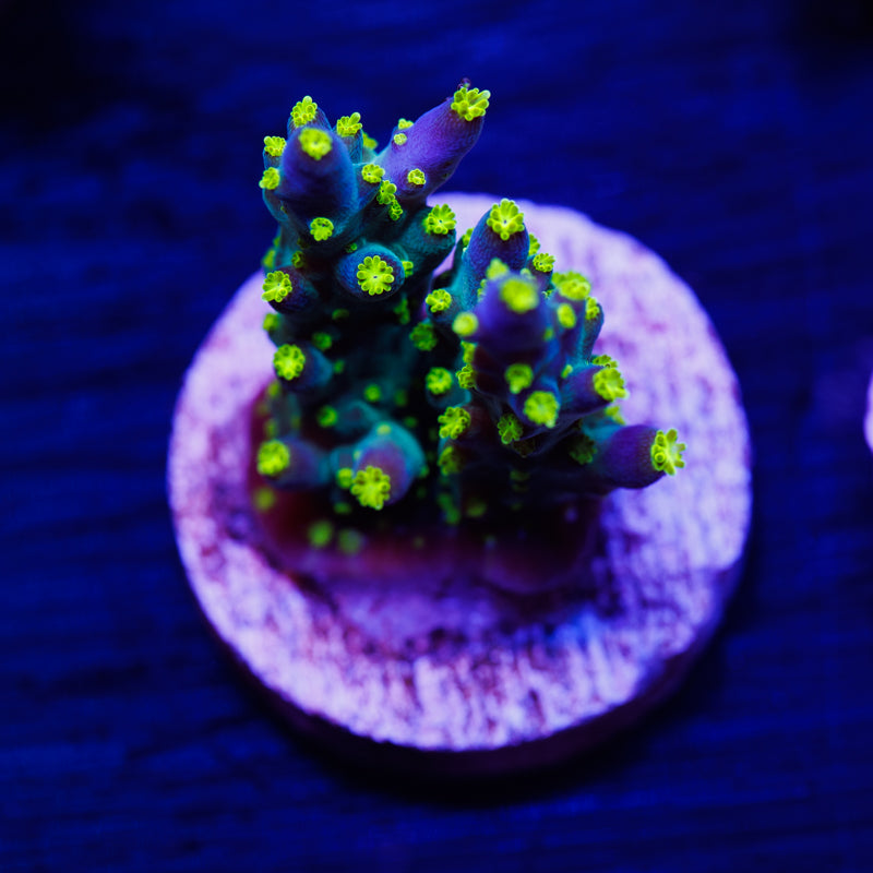 CC Ultimate Bonsai #2