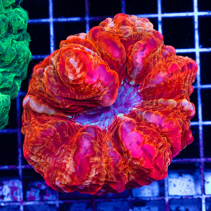 Lava Flow Cynarina