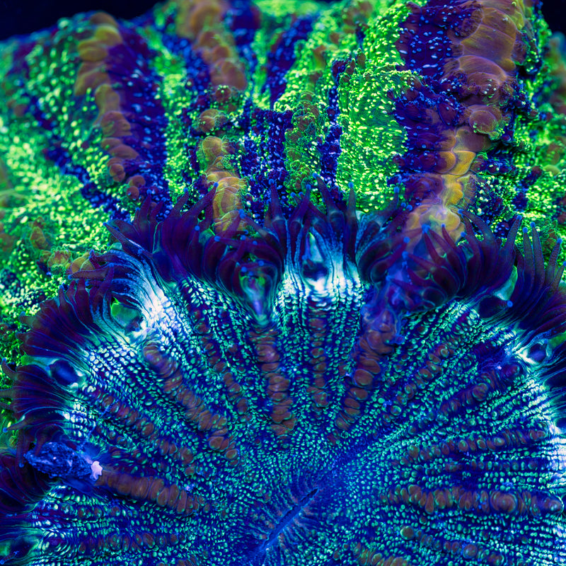 Sparkle Green Acantho