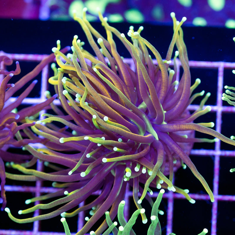 CC 21 Tails Torch - Cyber Monday DEAL!!