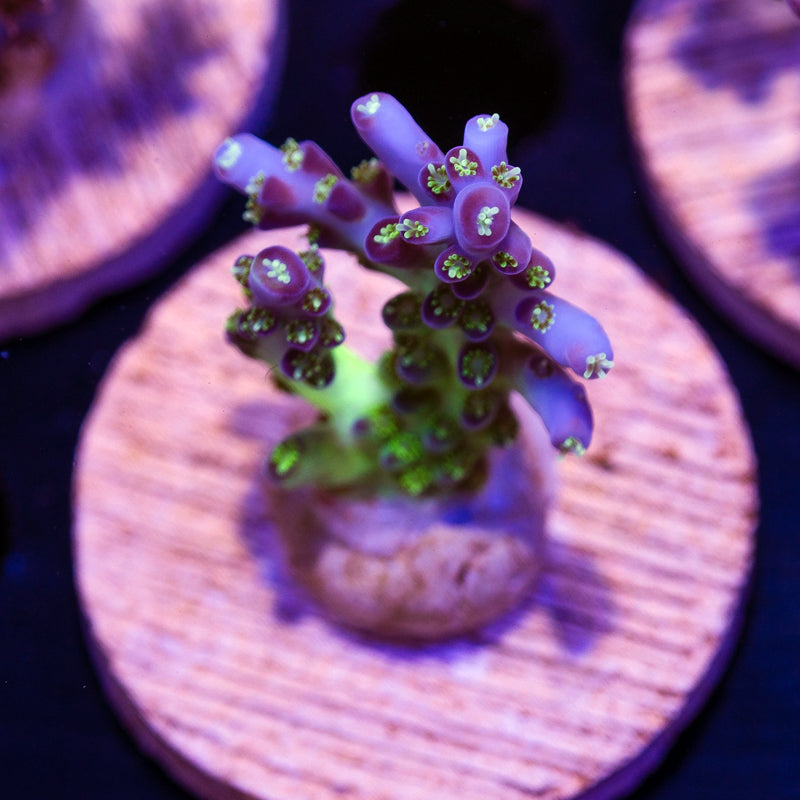 OG ORA Pearlberry #2