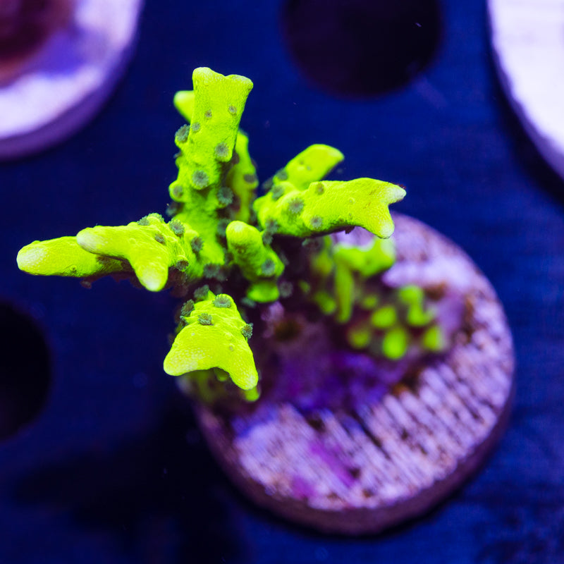 Bioreef Anacropora