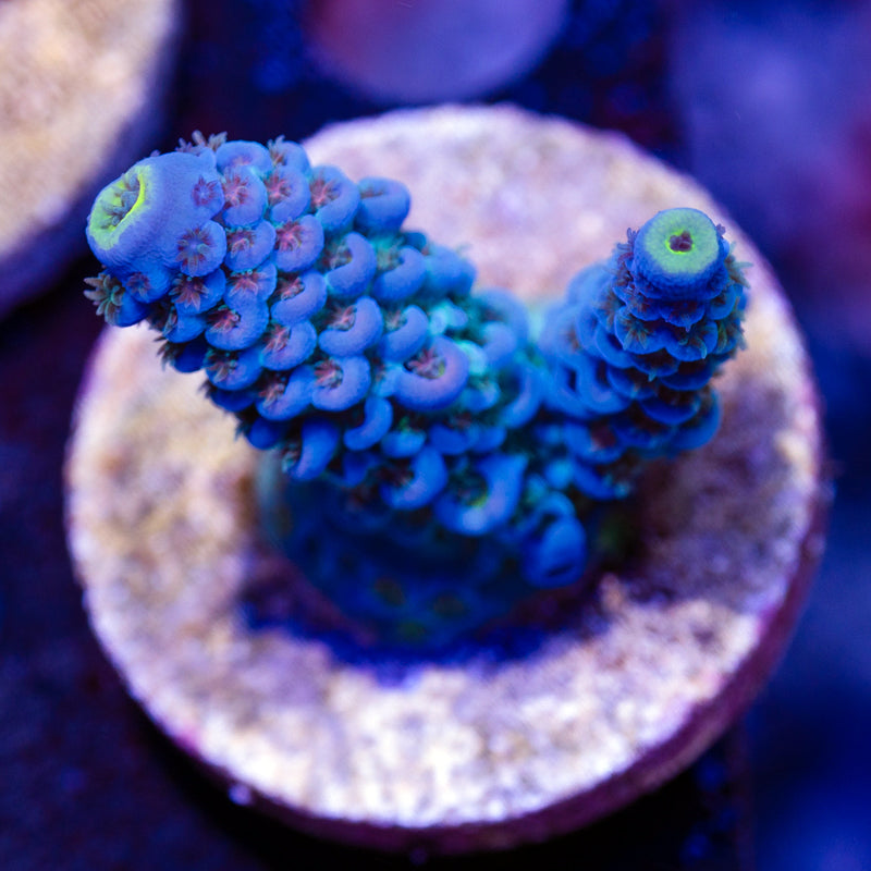 WWC Smurf Smasher Tenuis #1