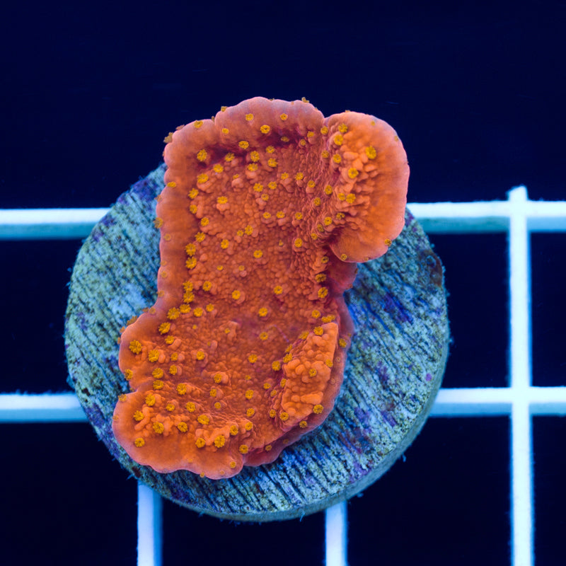 Reeftech Starburst Monti