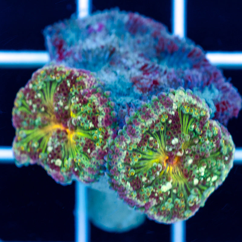 CC Mini Carpet Anemones