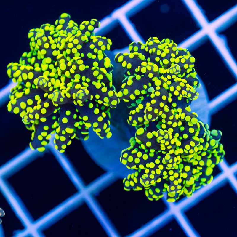 Lemon Lime Octospawn