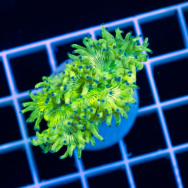 Bulletproof Elegance #1