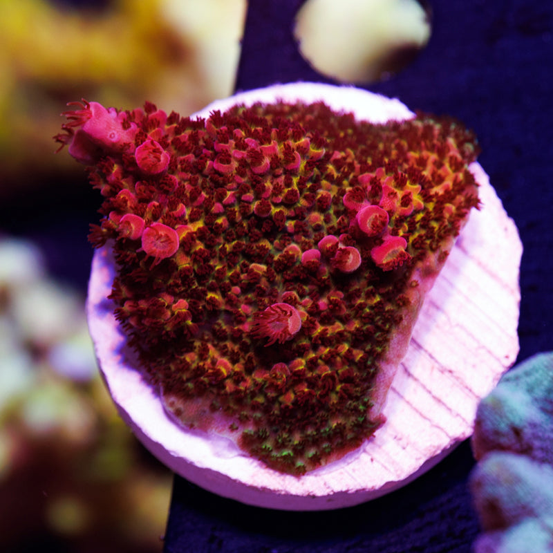 Auction PC Rainbow #1