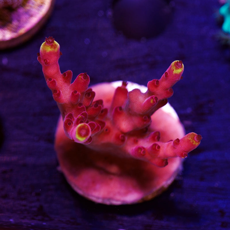 Auction JF Fox Flame