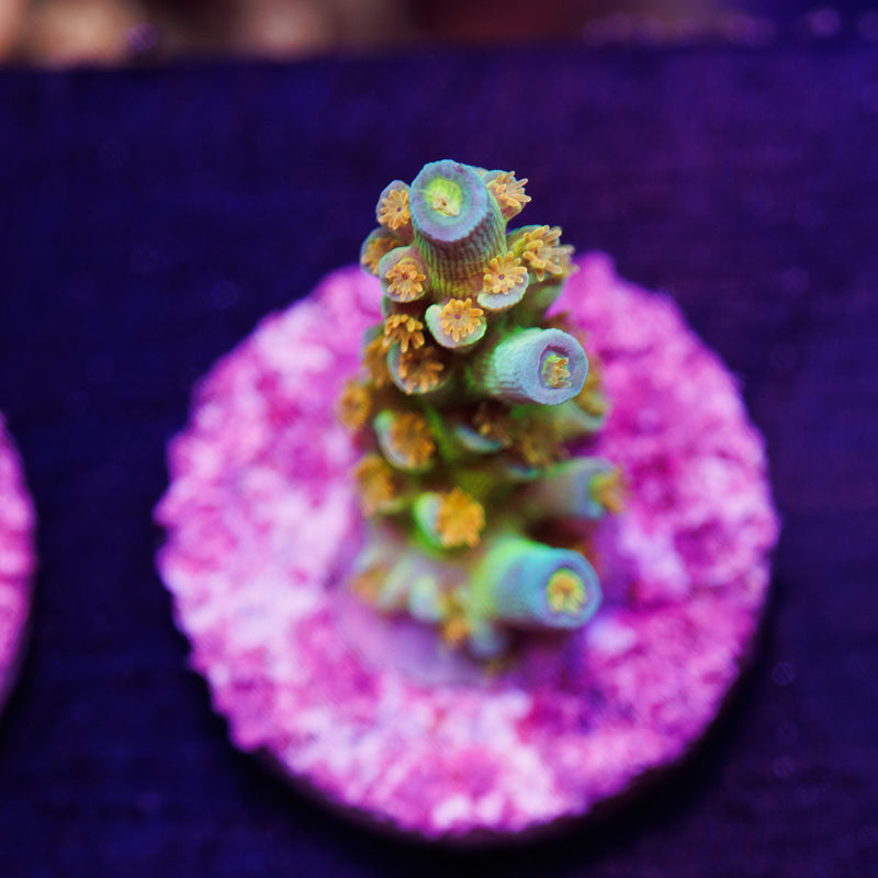 Auction SC Orange Passion #2