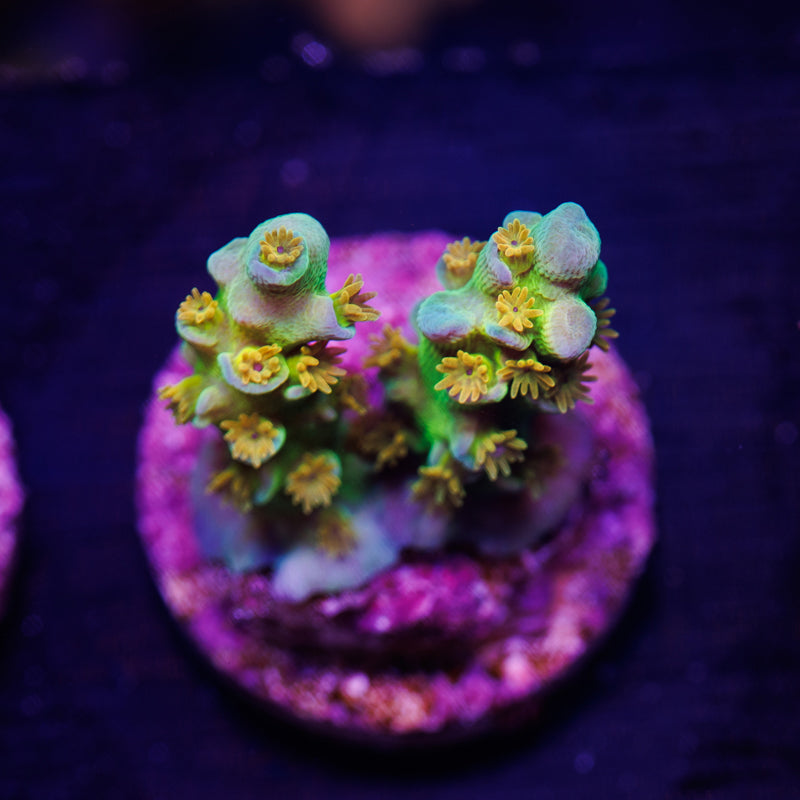 SC Orange Passion #1