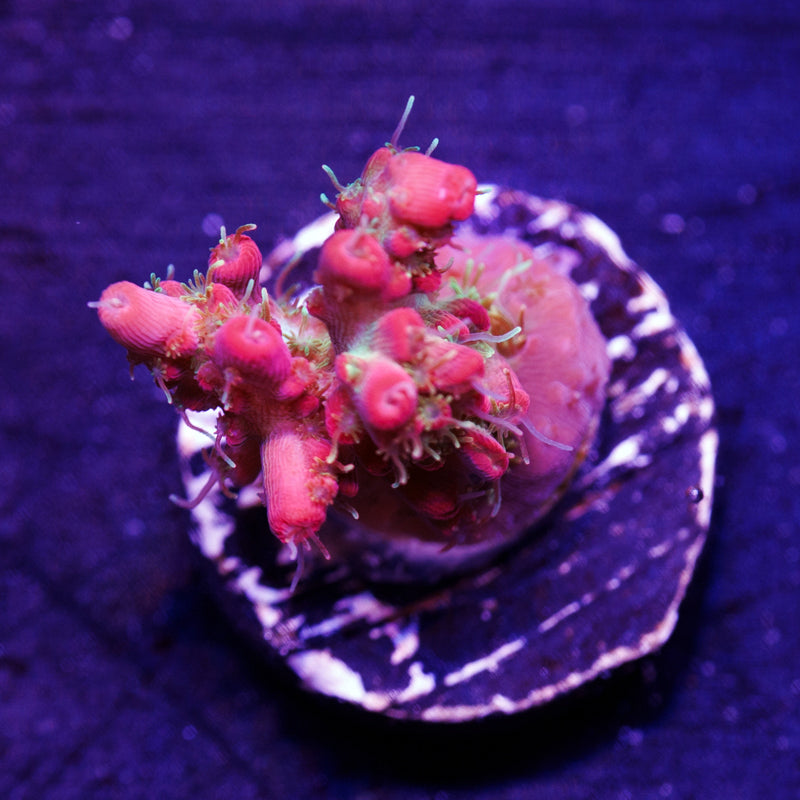 Auction Vivid Confetti #1