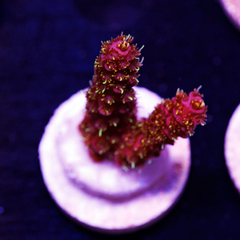 Auction CC Bahama Mama Milli