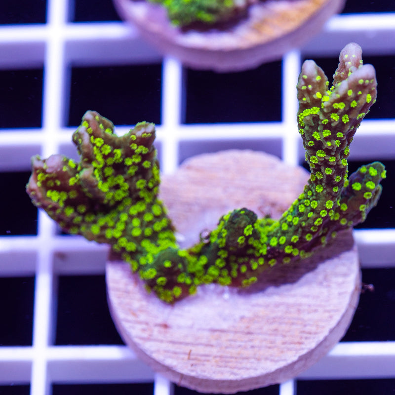Green Polyp Tubbs Stellata Monti #2