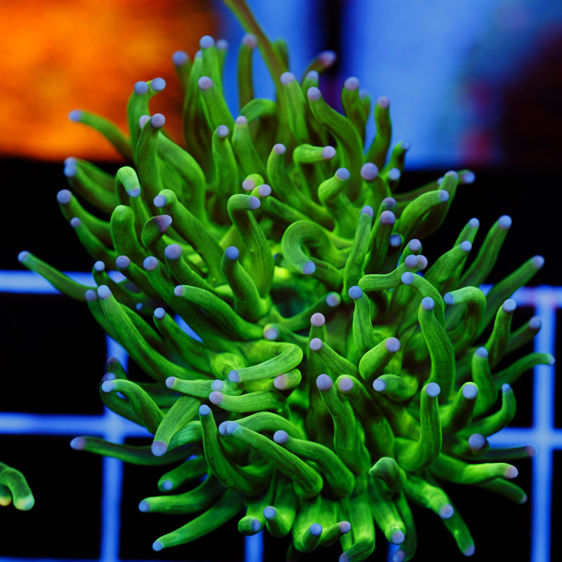 CC Cotton Candy Torch