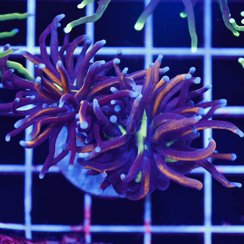 CC New York Knicks Torch