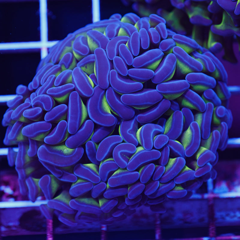 Aussie Green Stem Hammer #1