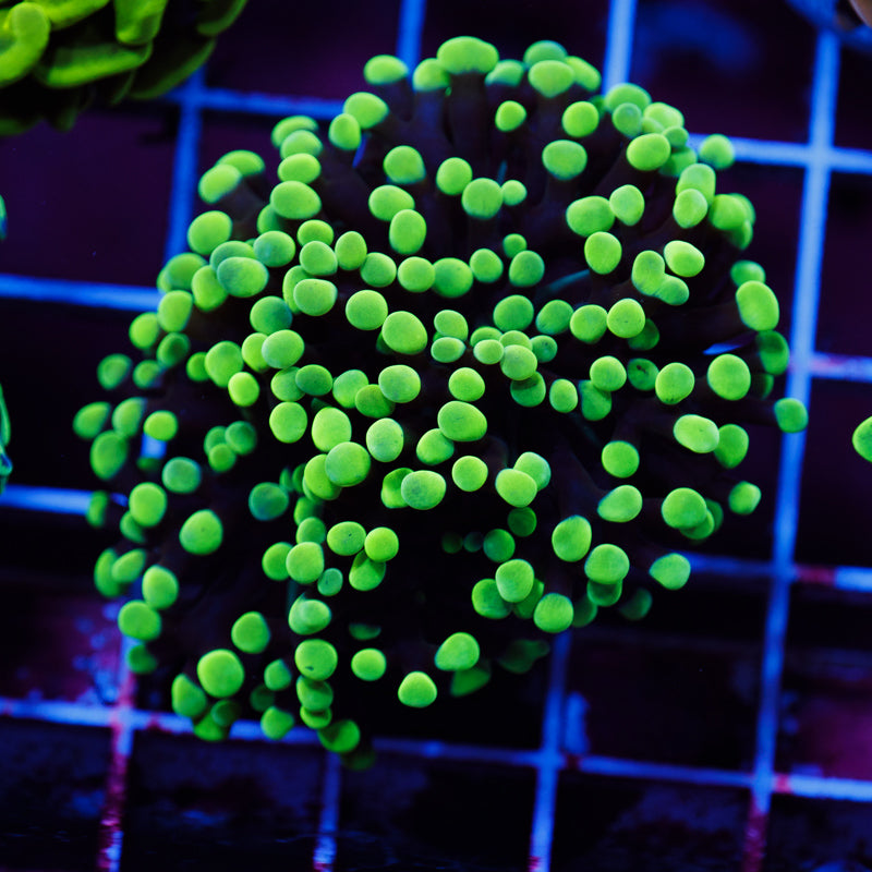 CC Ultra Neon Green Hammer