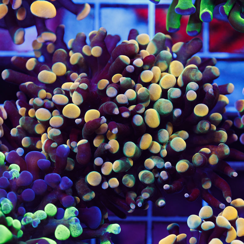 Funky Gold Tip Hammer #1