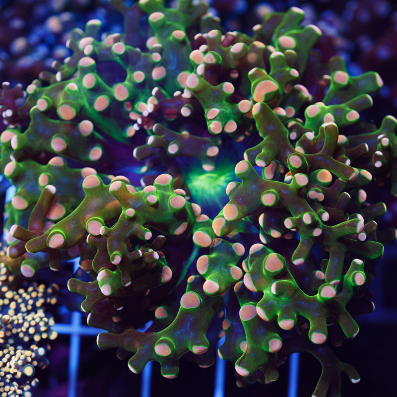 CC Ultimate Frogspawn