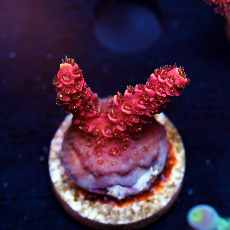 CC Bahama Mama Milli