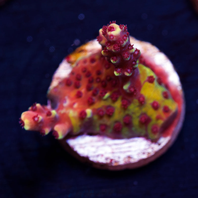 RRC Pink Cadillac #2