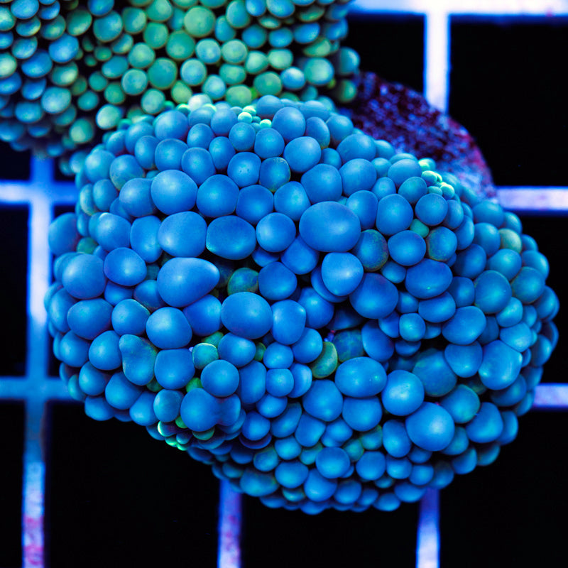 Florida Ricordea #12