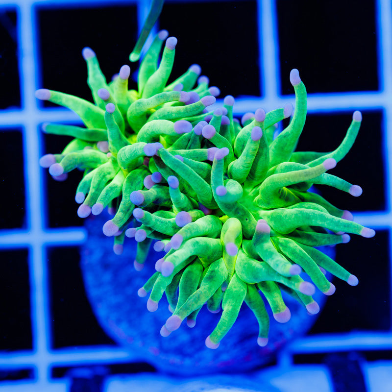 CC Cotton Candy Torch