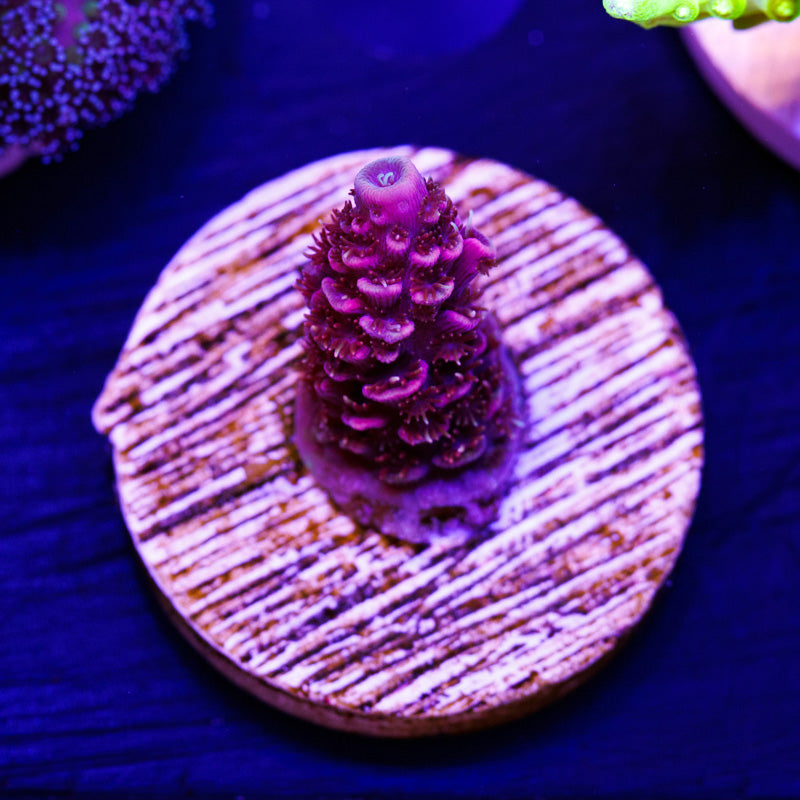 BC Raindrops on Roses Milli