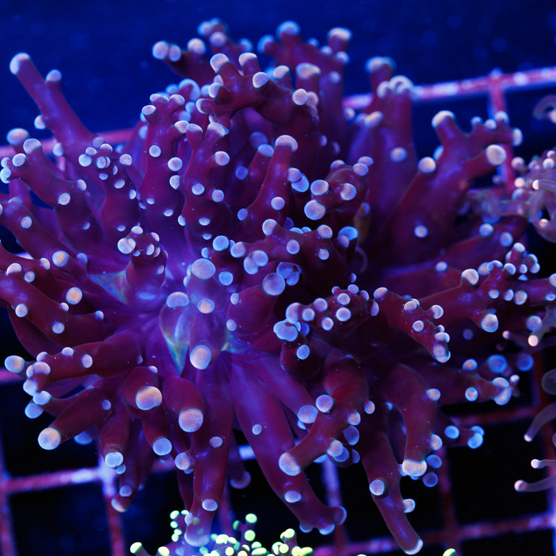 CC Funky Frogspawn