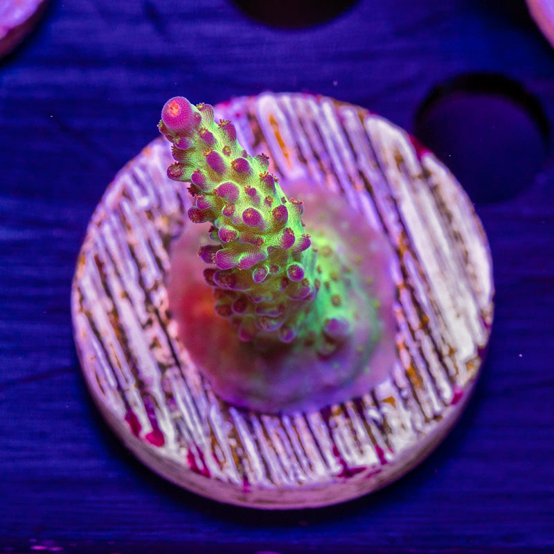 JKR Rainbow Acro