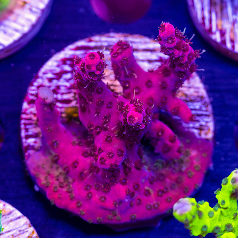 WWC Pink Passion #1