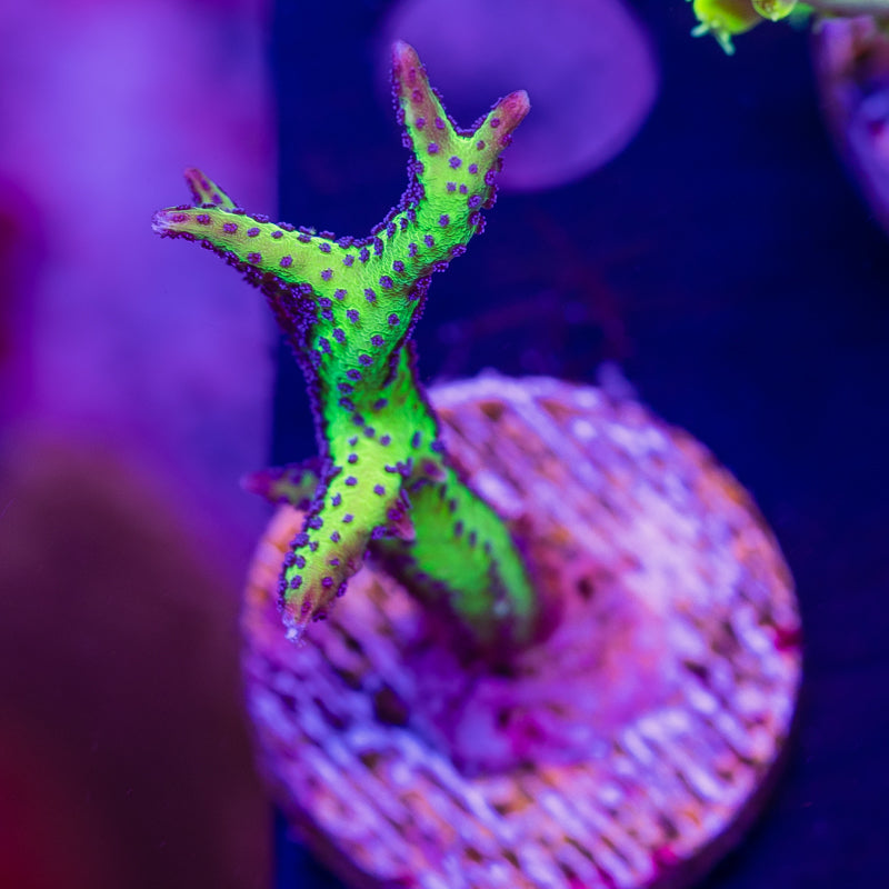 CC Purple Polyp Birdsnest