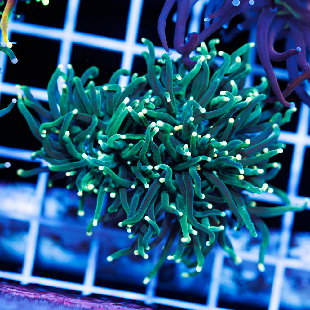 Yellow Tip Torch