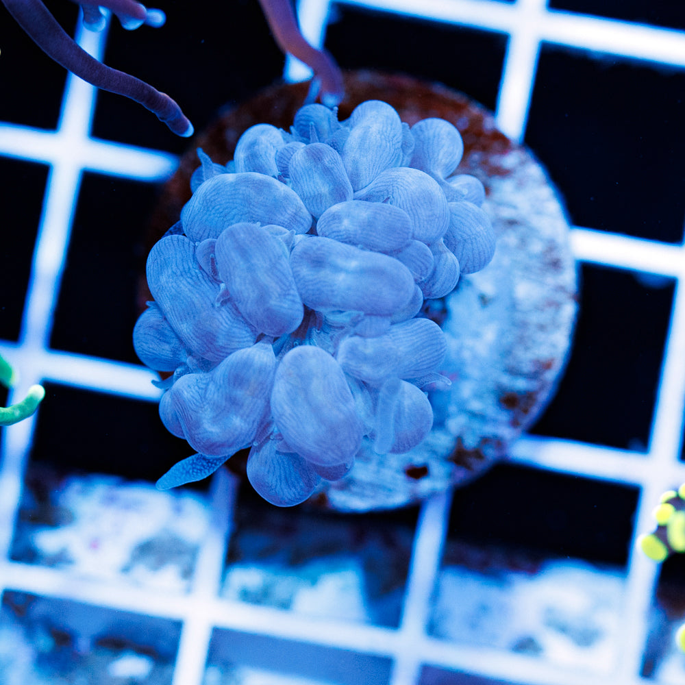 Branching Blu Bubble Coral