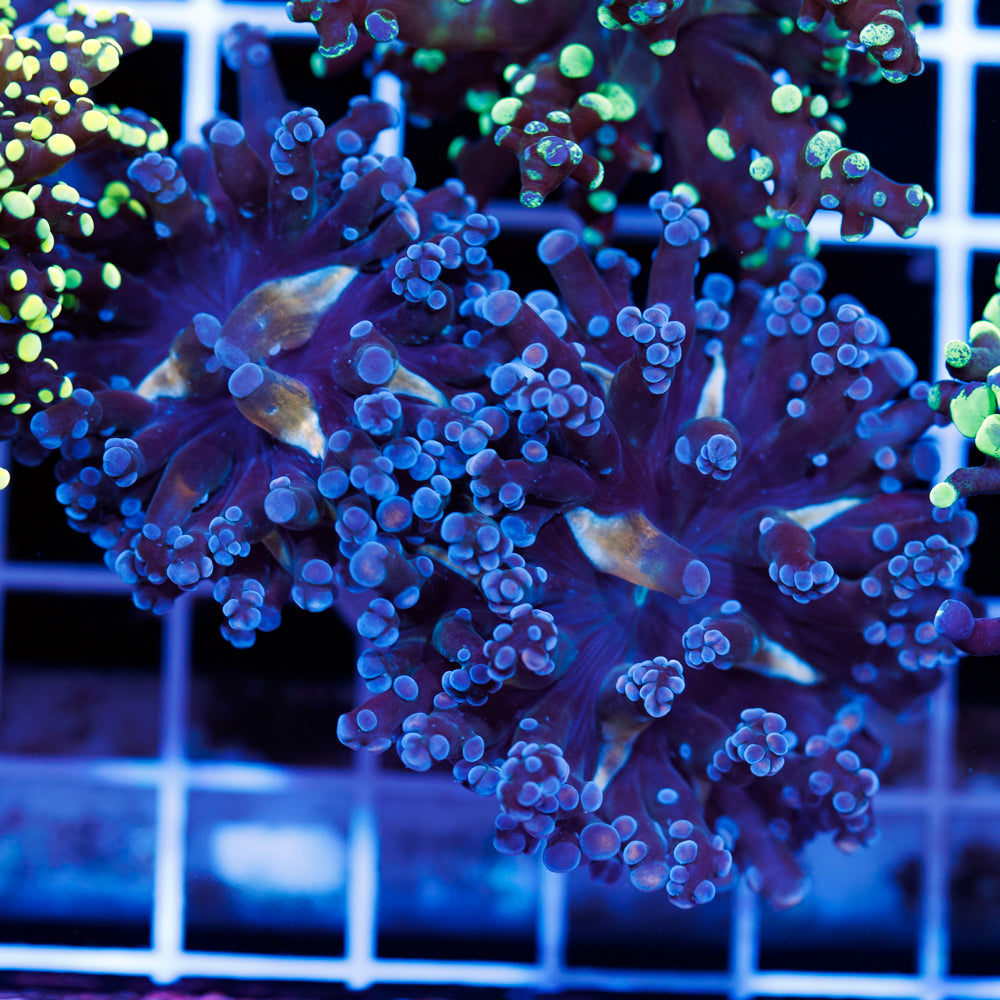 CC Funky Frogspawn