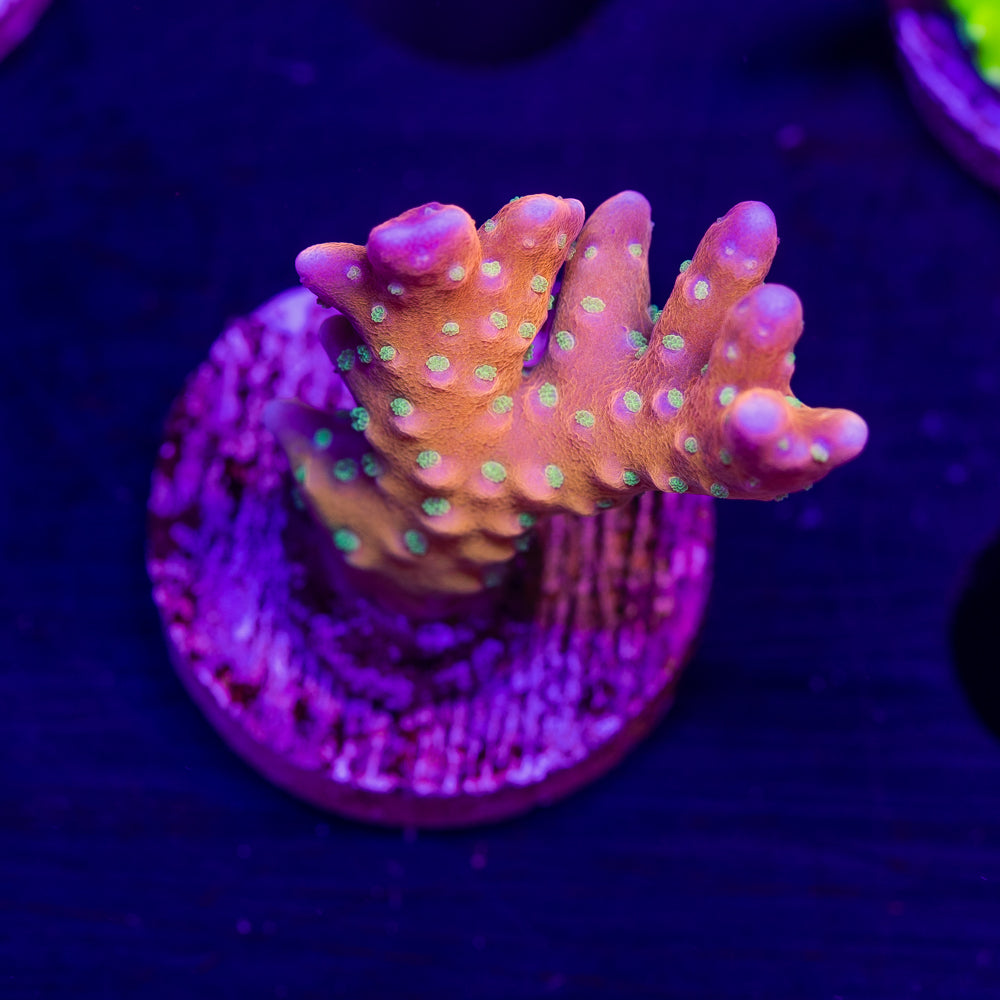 RRC Tropicana