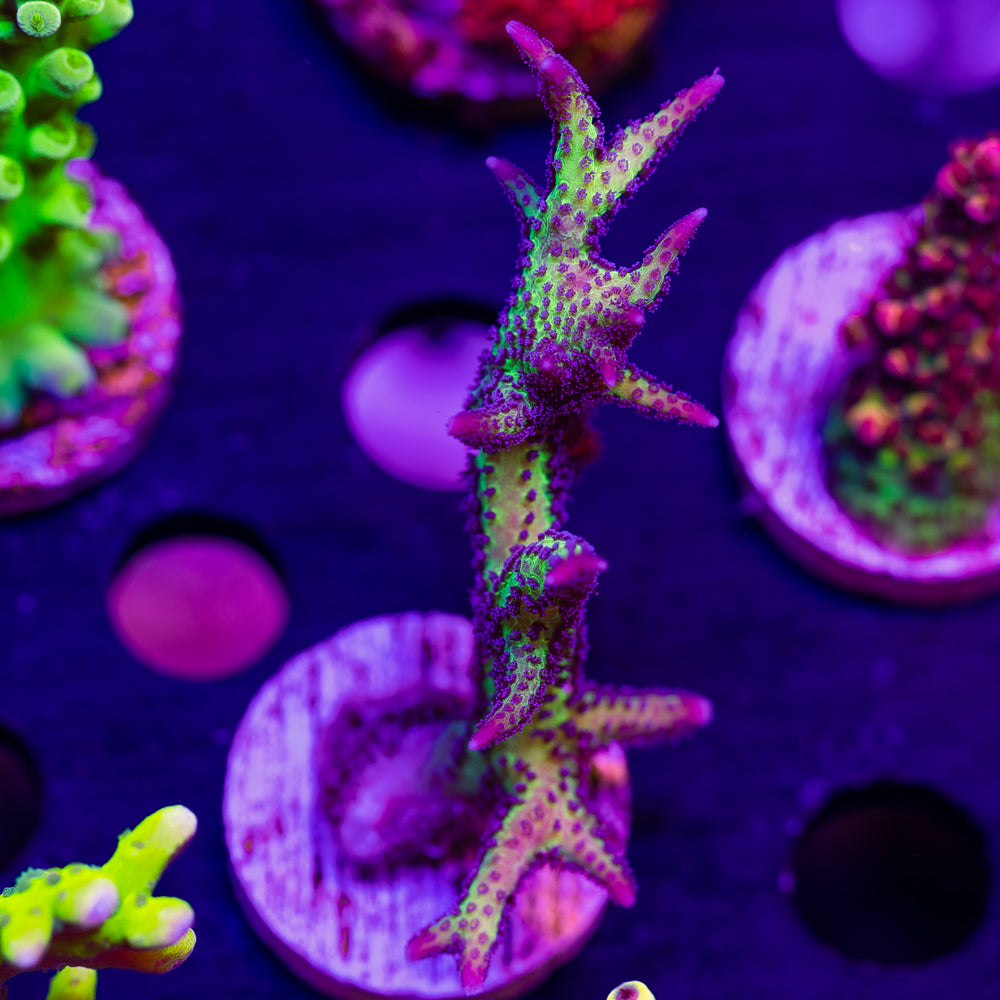 CC Purple Polyp Birdsnest #1