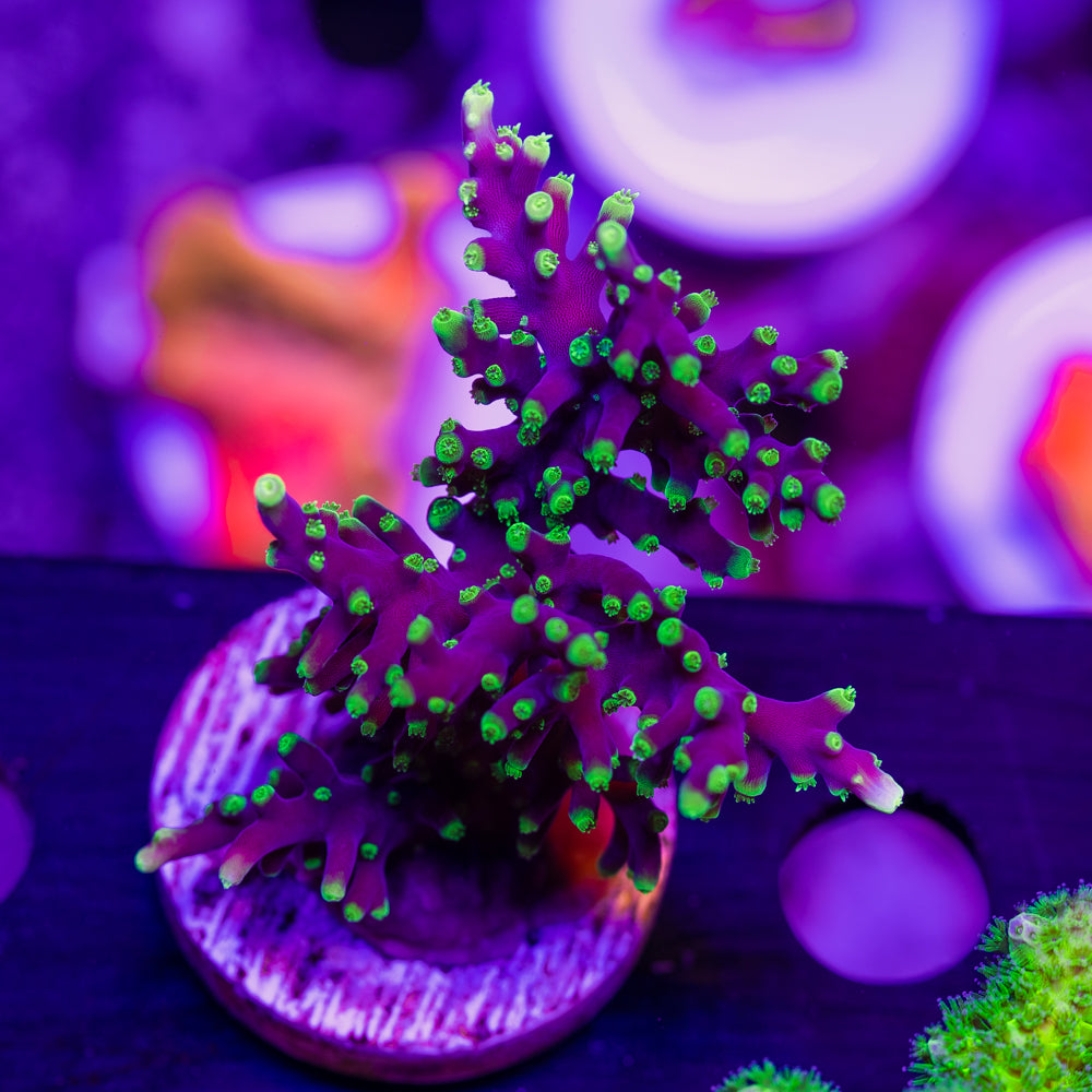 CC Needle in a Haystack XL – Cherry Corals