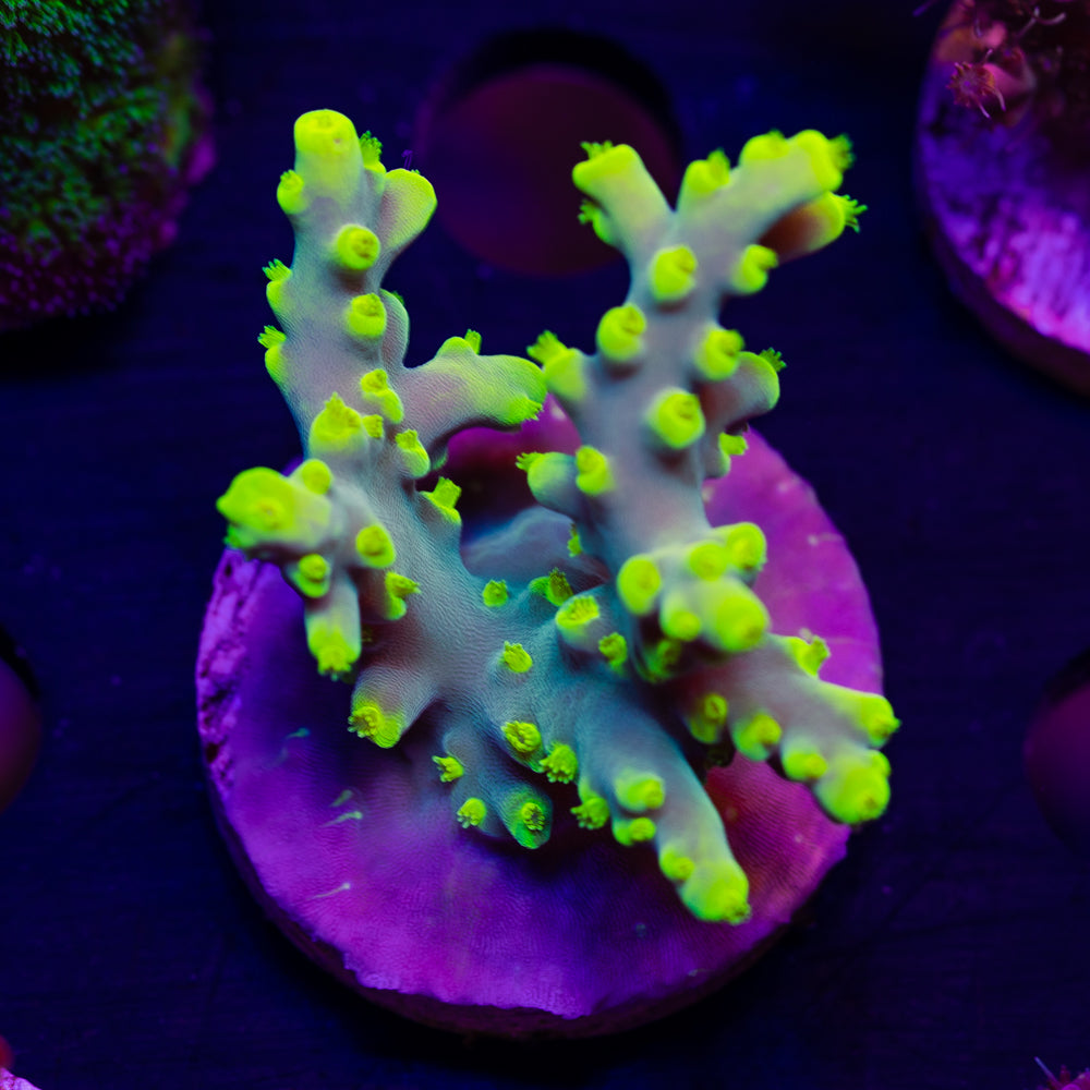 CC Retina Blaster Suharsoni